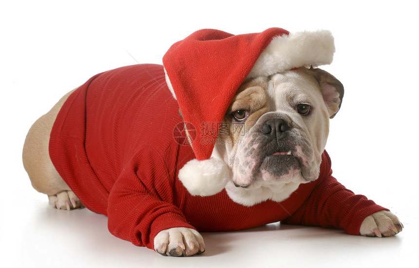 狗 Santa礼物斑点朋友季节小狗英语工作室皱纹犬类帽子图片