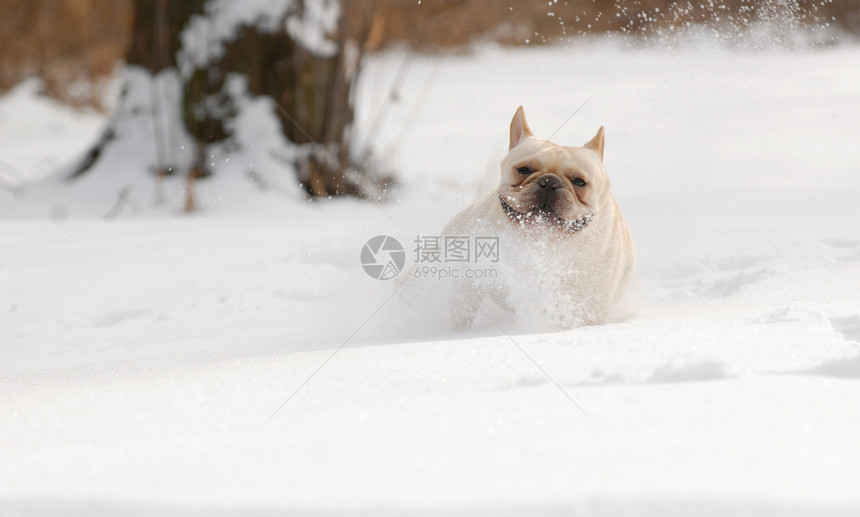 在雪中奔跑的狗狗小狗动物鼻子眼睛爪子斗牛犬白色跑步宠物耳朵图片
