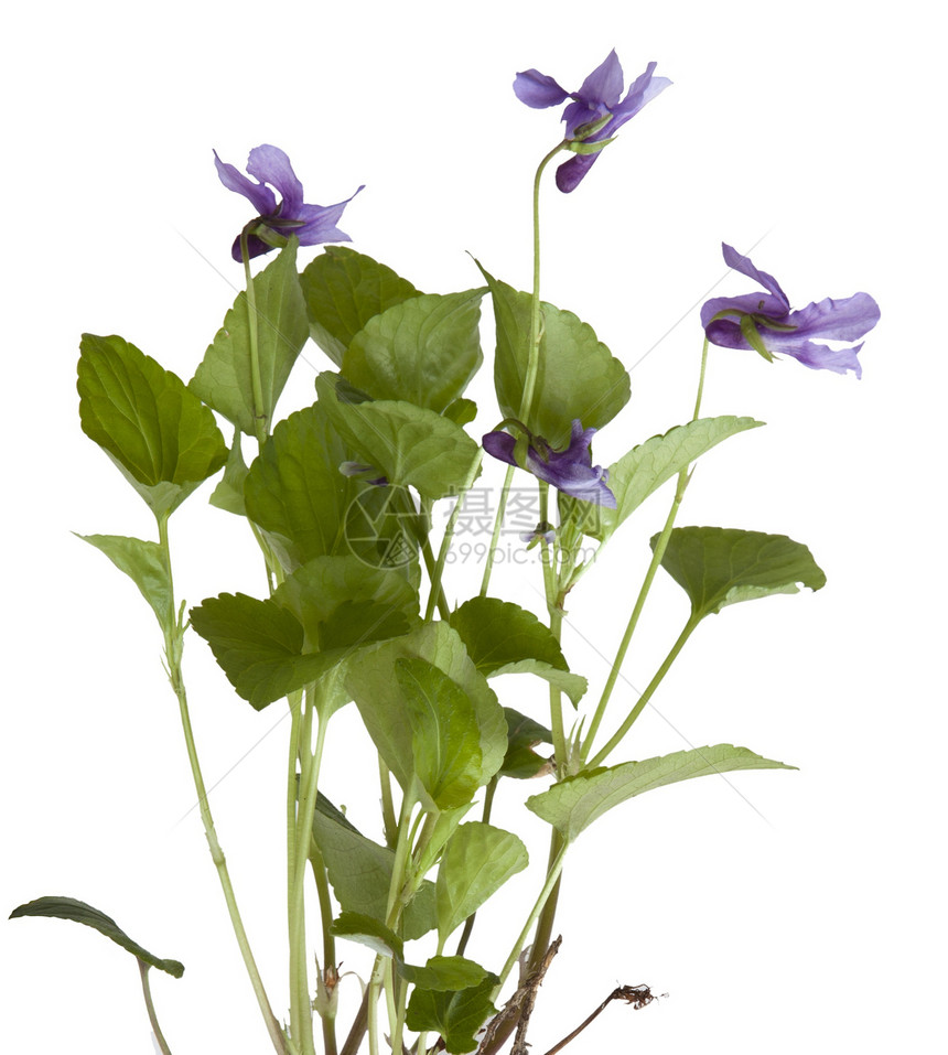 维奥拉索罗里亚野花英语植物群林地树篱堇菜植物紫色树木蓝紫色图片