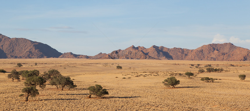 沙漠景观 有草 红色沙丘和非洲阿卡干旱水平阳光生态旅游辉光纳米布风景旅行破坏图片