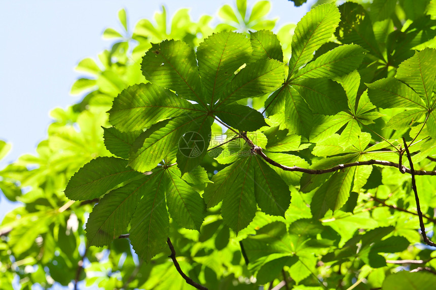 休假背景背景生长活力叶子太阳植物树木板栗阳光环境绿色图片
