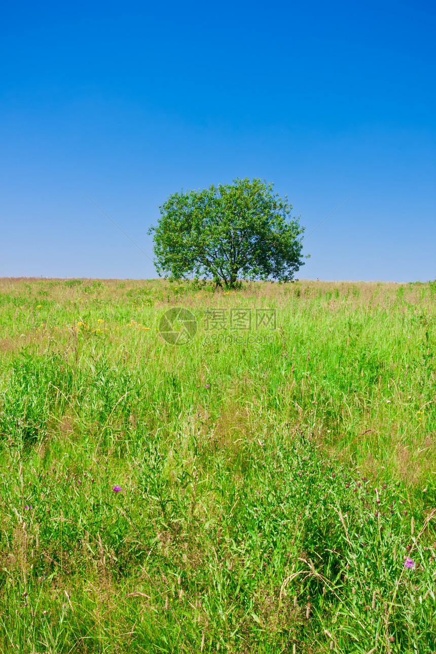 树树和字段牧场国家阳光环境场地蓝色太阳乡村晴天绿色图片
