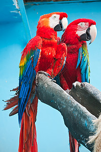 金刚坐阿拉鹦鹉动物园羽毛动物荒野宠物黄色热带金刚鹦鹉绿色蓝色背景