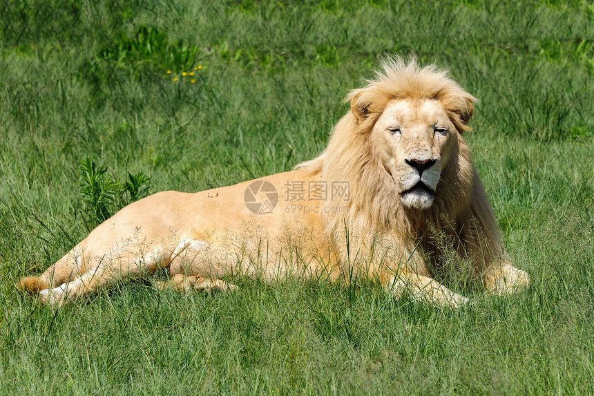 白国王黑色幼兽狮子哺乳动物马赛动物大草原白色食肉女性图片