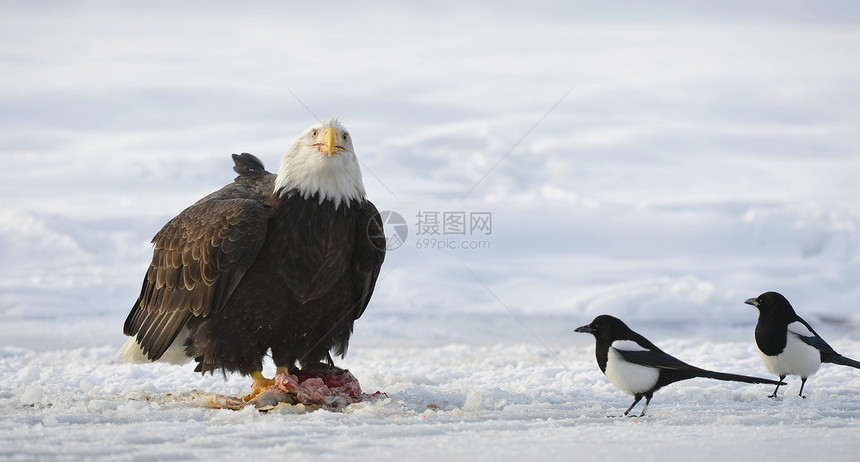 秃鹰领导濒危眼睛食肉野生动物猎物动物观鸟捕食者荒野图片