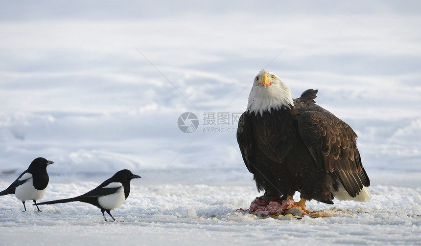 秃鹰食肉野生动物观鸟濒危眼睛领导蓝色海藻动物捕食者图片