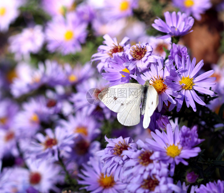 花的自然背景上的蝴蝶花朵昆虫黑色翅膀宏观紫色季节植物群草地白色图片