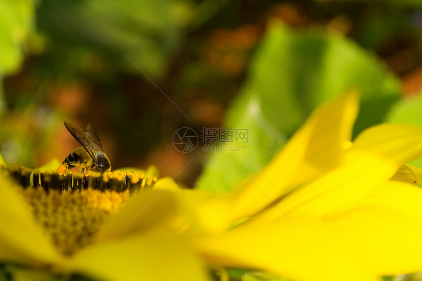 向日葵和蜜蜂蓝天农业天空蜂蜜阳光花粉昆虫场地黄色花园图片