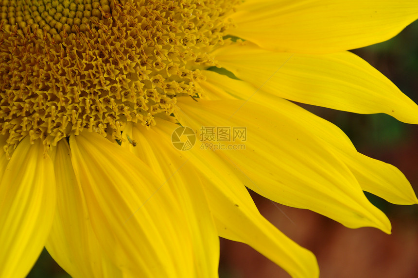 向日葵花瓣植物宏观花粉昆虫蜂蜜场地农业动物植物群花园图片