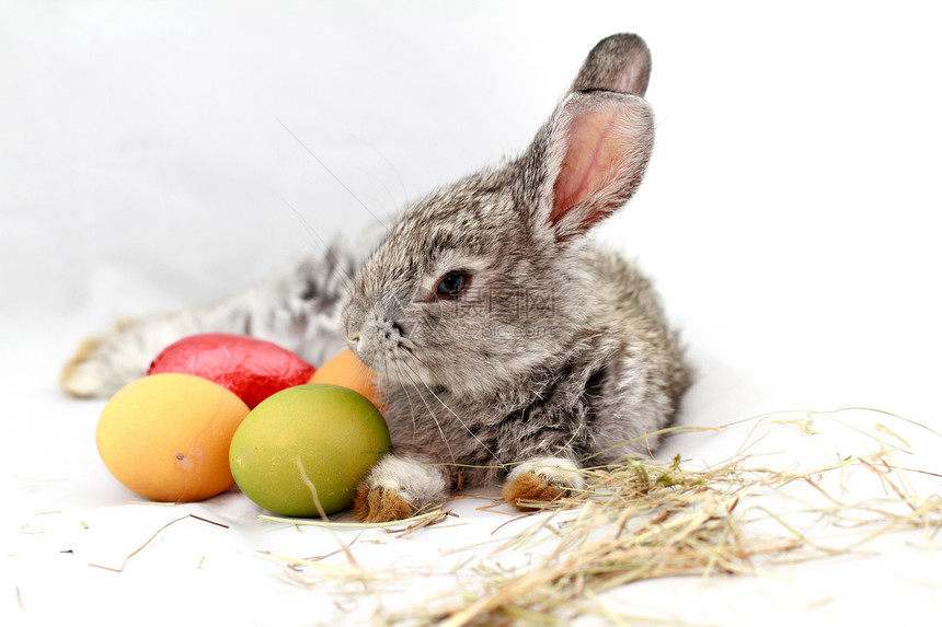 灰兔哺乳动物农业乐趣荒野白色宏观耳朵毛皮黄色野兔图片