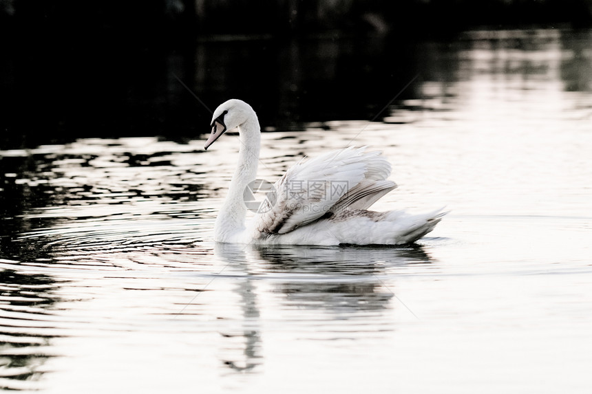 孤单的天鹅反射白色池塘太阳脖子日落翅膀动物荒野羽毛图片