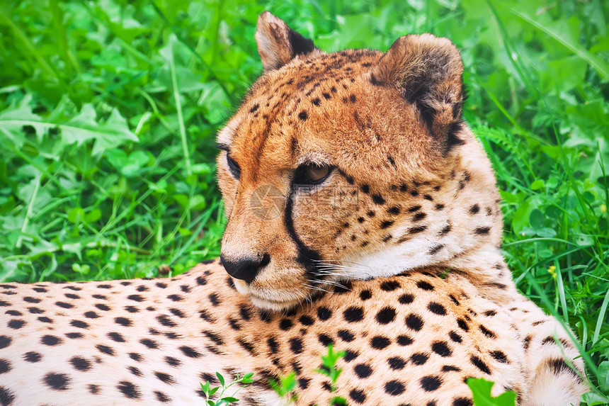 猎豹荒野濒危猫科动物眼睛动物园毛皮速度野生动物哺乳动物公园图片