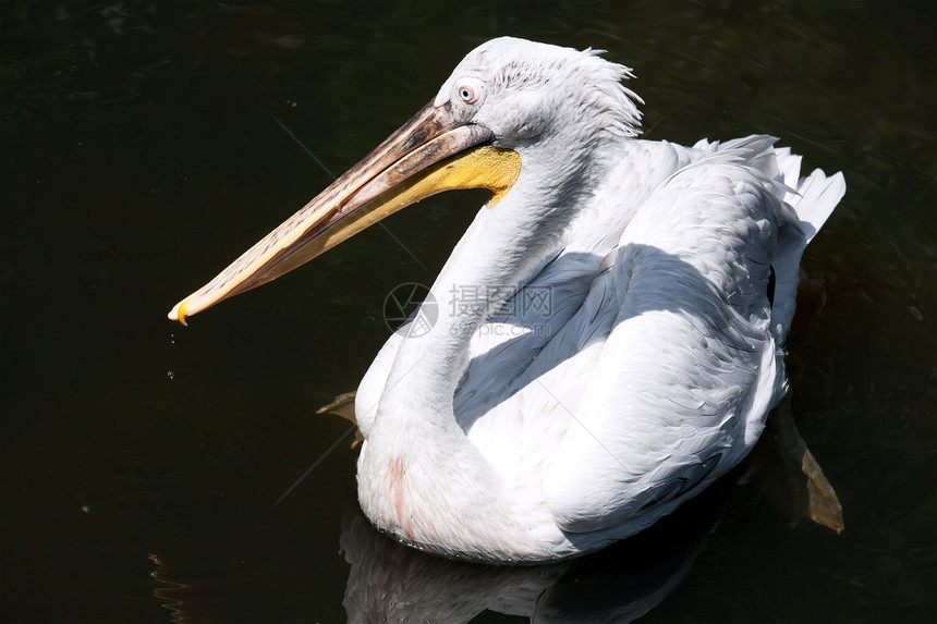 佩利卡动物园航班荒野白色公园翅膀羽毛野生动物动物热带图片