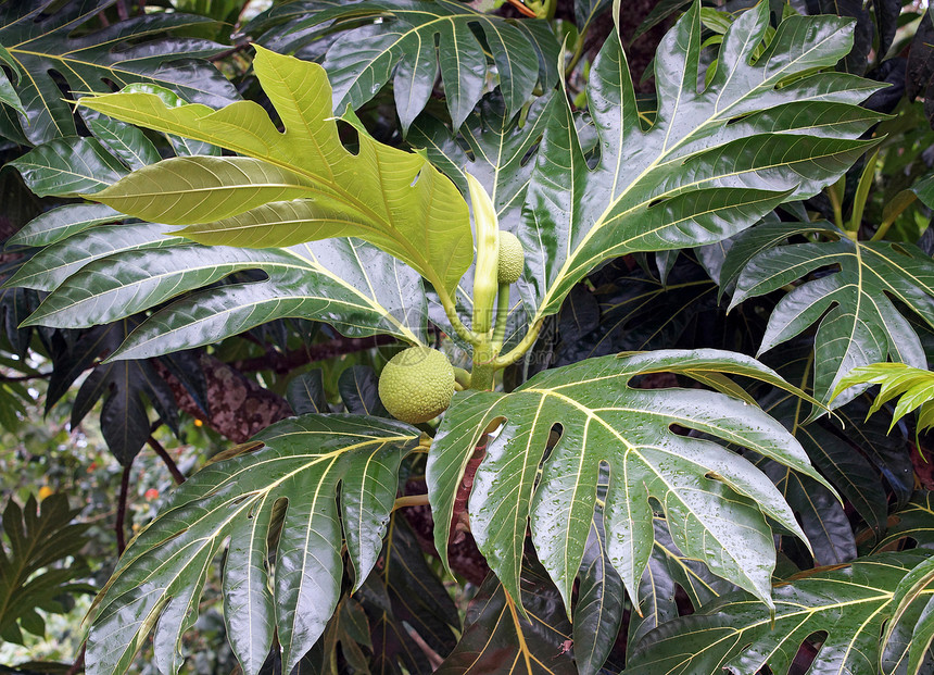 加勒比面包果树旅行植物绿色植物群叶子假期图片