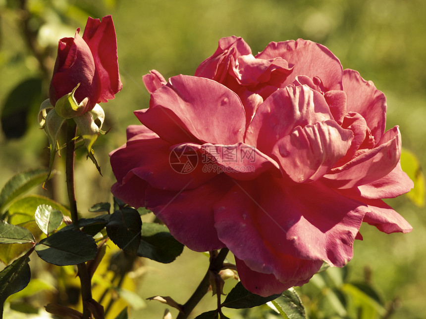 粉红玫瑰园艺花园植物图片