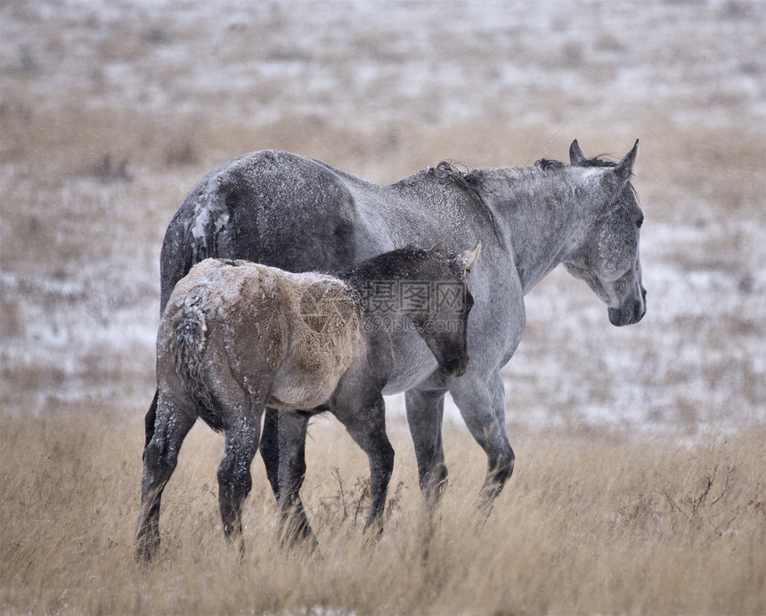 冬季的马匹鬃毛哺乳动物动物图片