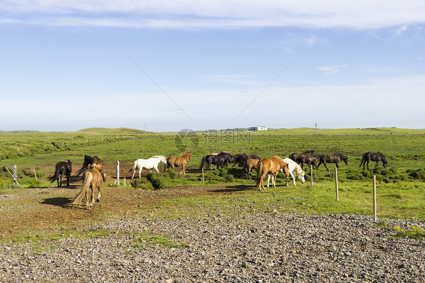 冰岛田里的滑稽马匹生态动物斗争荒野争吵家庭反刍动物生态旅游沟通食草图片