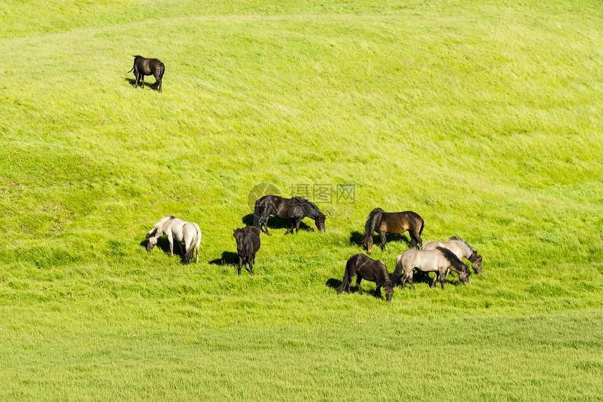 冰岛田里的滑稽马匹蓝色家庭哺乳动物白鹭团体草地反刍动物沟通动物斗争图片