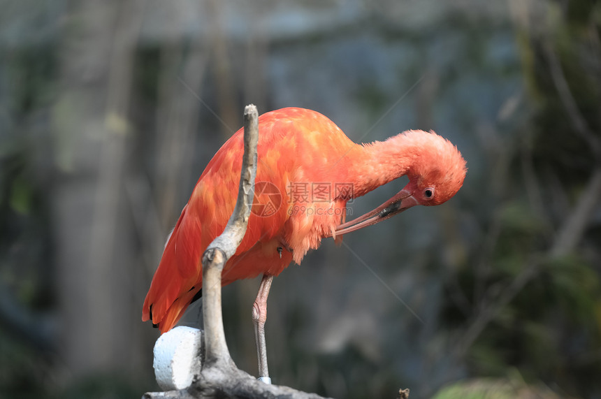 粉粉鹦鹉橡胶环境绿色野生动物粉色动物羽毛红色荒野情调图片