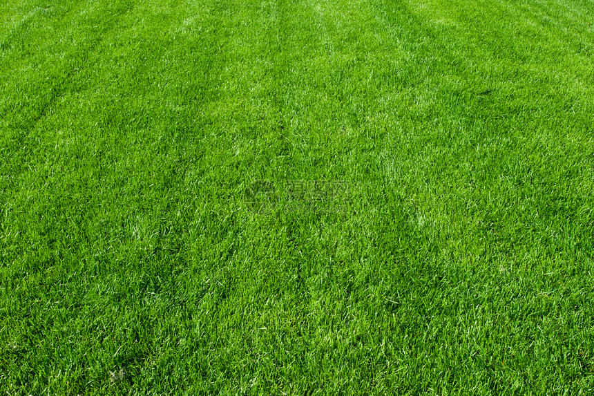 绿草院子草原土地绿色植物植物活力边缘草地场地环境图片