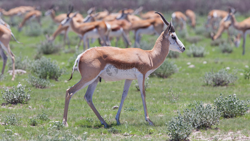 斯普林博克野生动物警报口渴国家跳羚破坏食草干旱动物生态图片