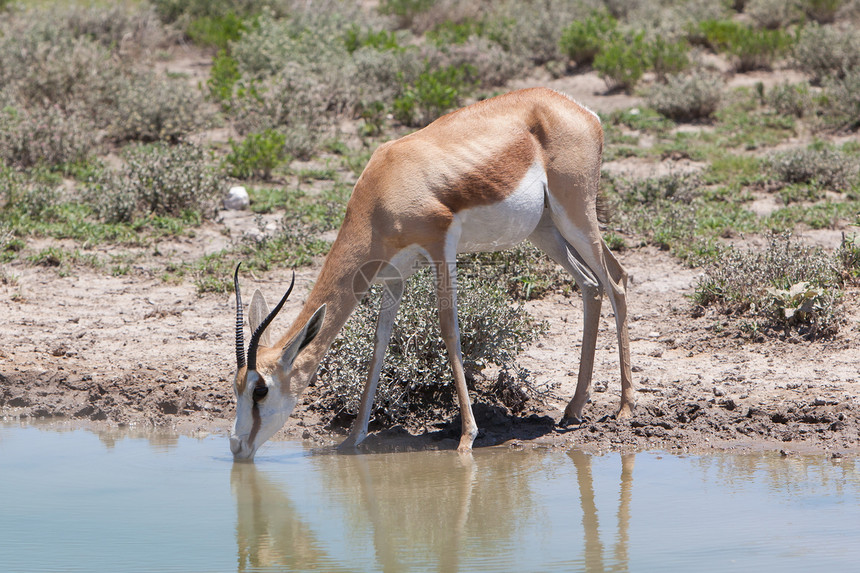 跳羚羚羊 特写 喝水食草跳羚荒野破坏羚羊动物公园国家水坑口渴图片