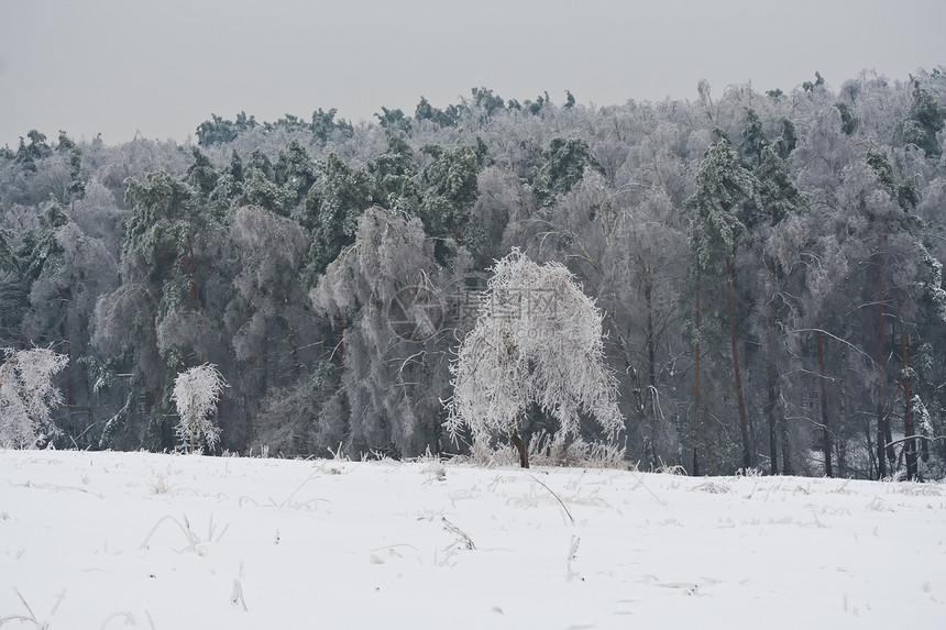 冬季森林天气冻结树木季节白色天空场景木头图片