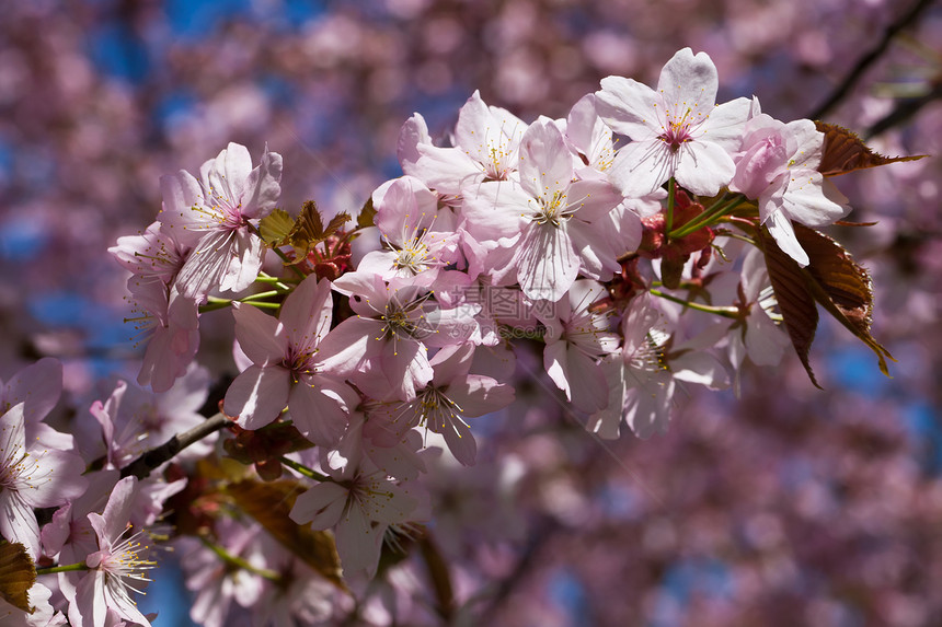 樱花花季节樱花植物群宏观植物蓝色花瓣植物学粉色花园图片