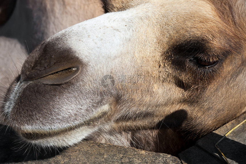 骆驼棕色旅行动物园野生动物运输哺乳动物动物单峰荒野白色图片