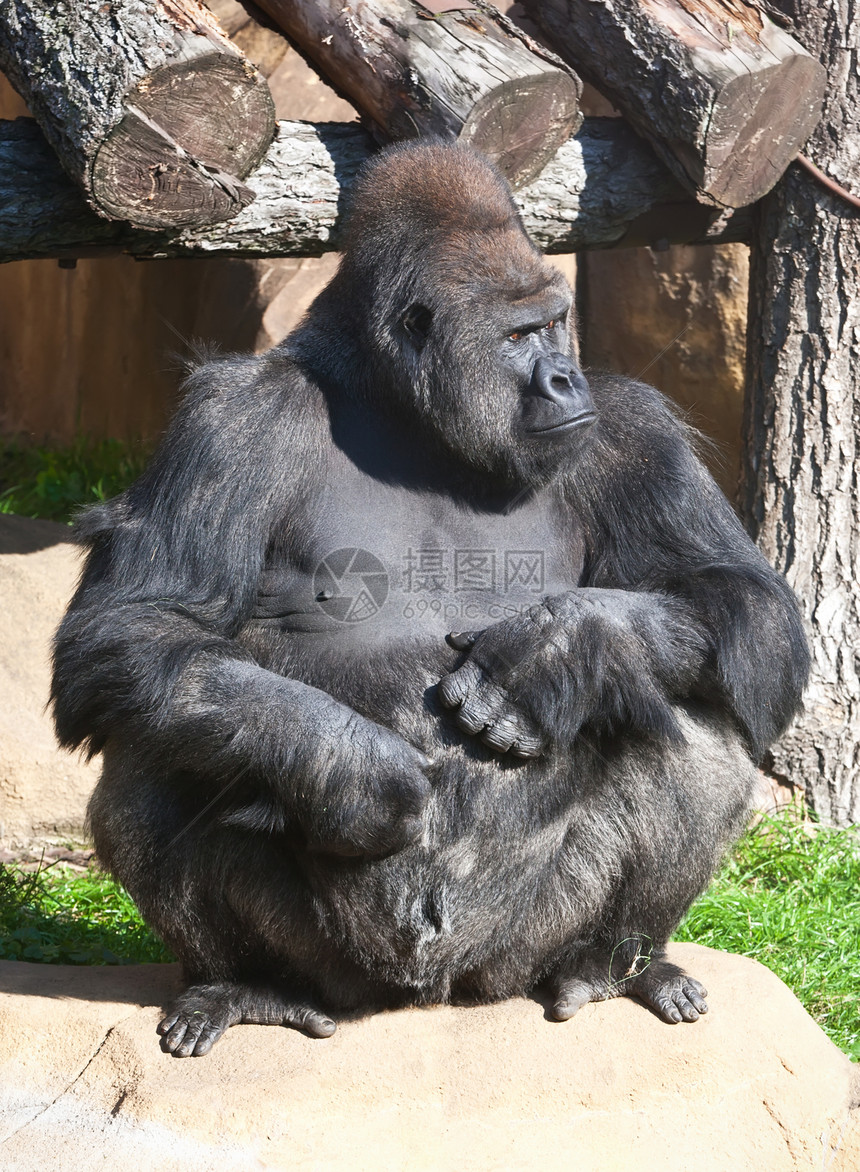 大猩猩灵长类男性动物野生动物黑色毛皮动物园力量哺乳动物银背图片