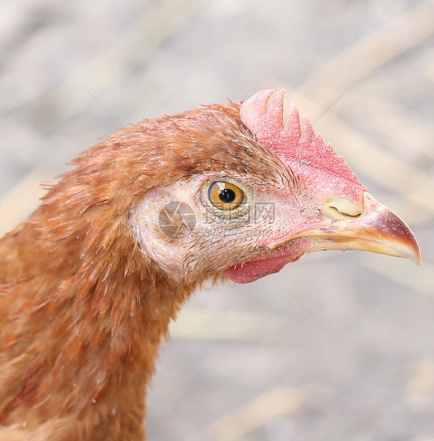 红鸡头近身家禽波峰羽毛农场农业家畜乡村母鸡农村院子图片