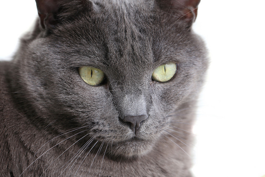 灰猫闭上绿眼睛的眼小猫鼻子晶须胡子宠物猫科动物灰色好奇心毛皮友谊图片