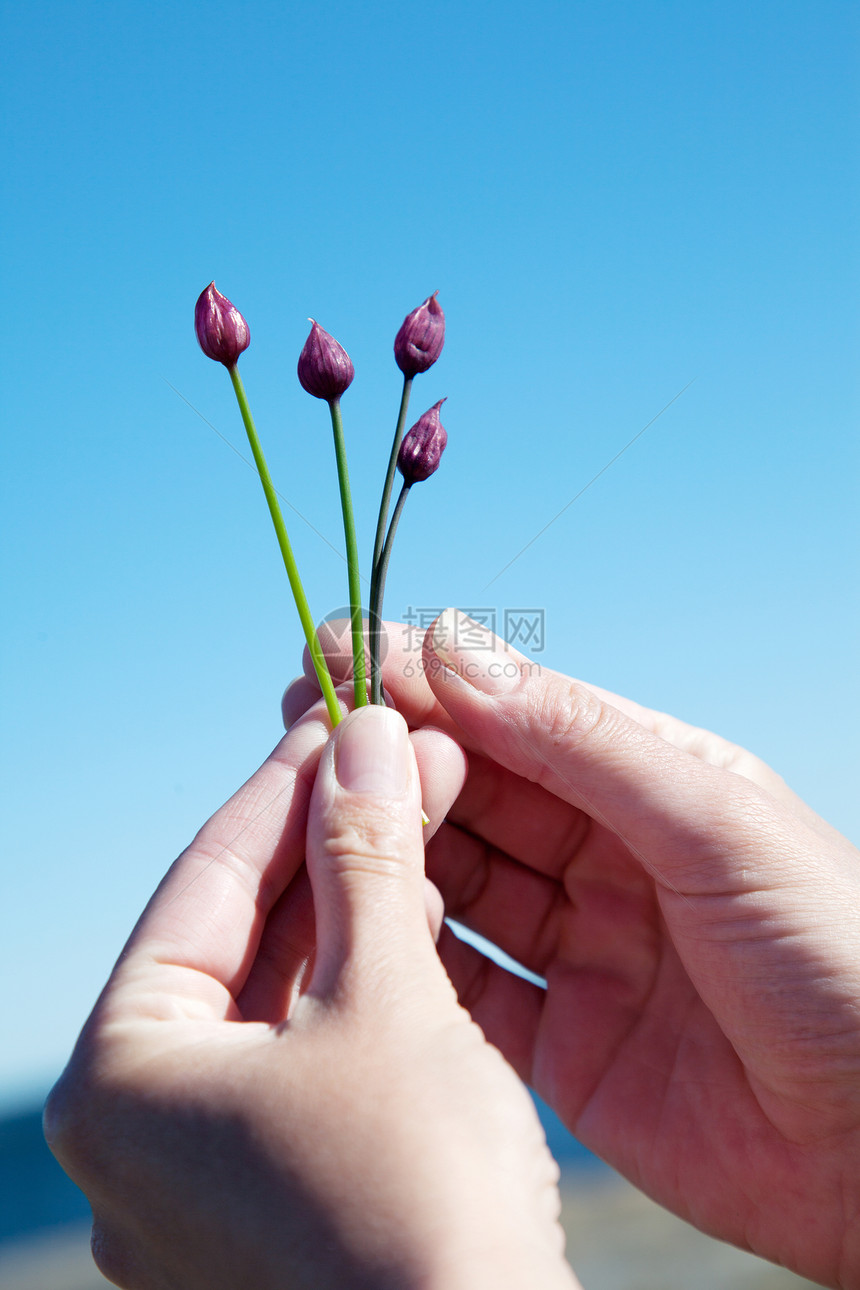 女性手握的花朵图片
