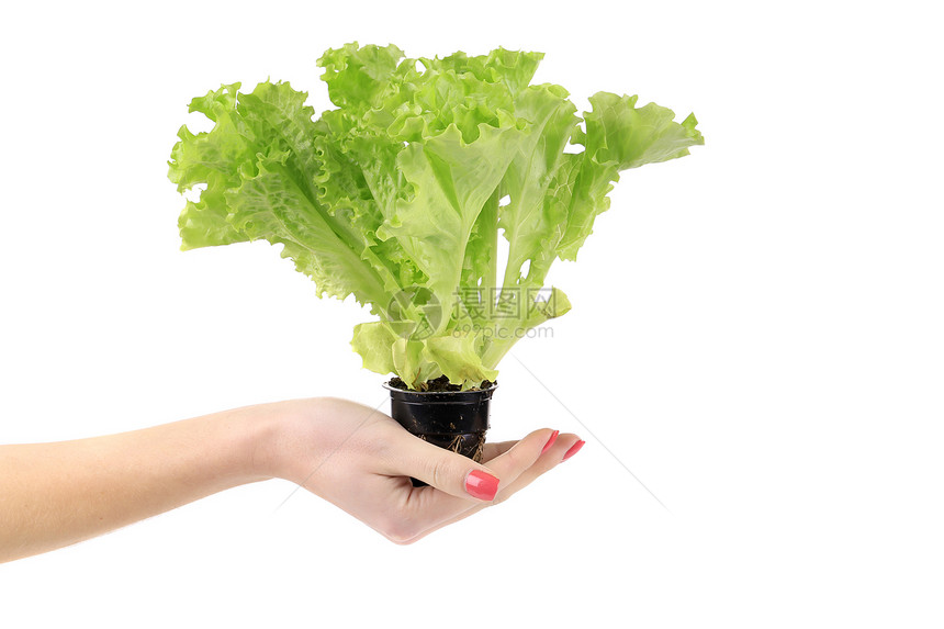 手握着种植的绿色生菜活力美食养分饮食杂货店蔬菜低热量小吃生活方式叶子图片