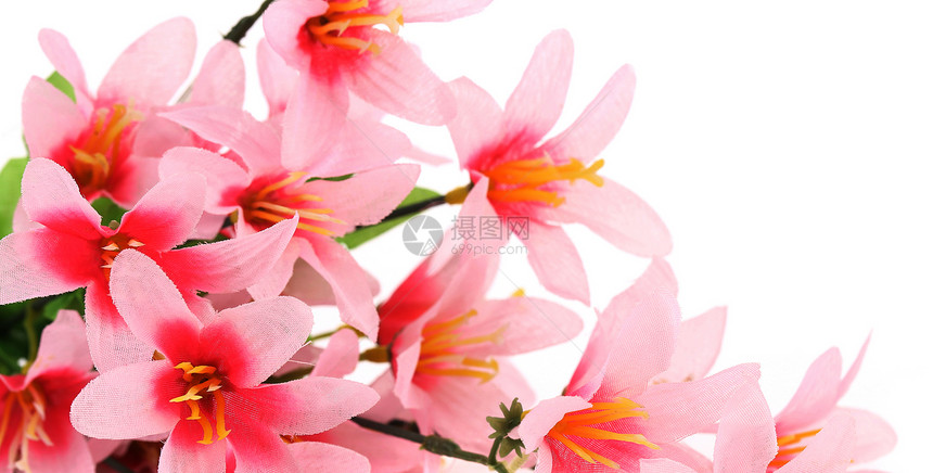 紧贴粉红色的花朵花束温泉植物礼物花瓣雏菊紫色甘菊植物群菊花图片