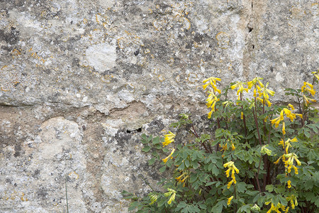 延胡索有野花背景的石墙背景