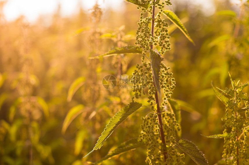 特写林中织植物图片