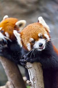 尼泊尔语小熊猫荒野动物园宠物富根树叶动物熊猫食肉野生动物公园背景