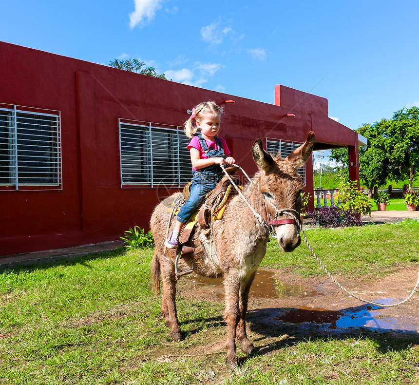 儿童骑着迷你驴女孩马具骑术哺乳动物农场快乐微笑乐趣工作孩子图片