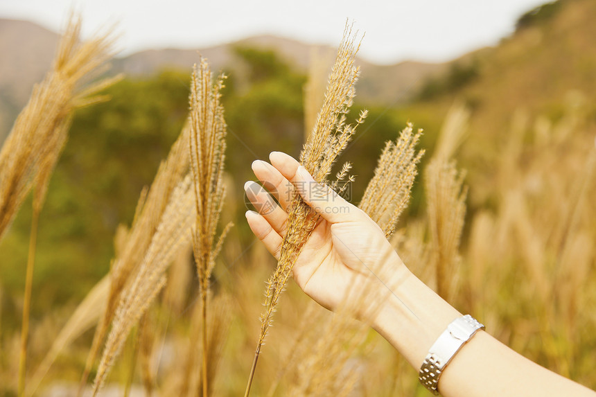 女性在小麦田中的手手指耳朵面包稻草农村收成农学家玉米大麦晴天图片