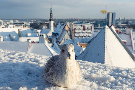 欧洲鲱鸥首都屋顶高清图片