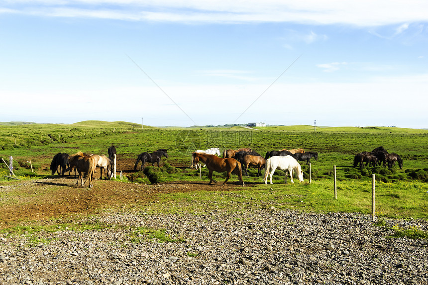冰岛田里的滑稽马匹沟通食草晴天反刍动物蓝色哺乳动物团体斗争争吵家庭图片