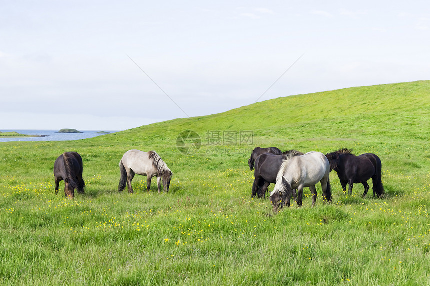 冰岛田里的滑稽马匹白鹭蓝色反刍动物哺乳动物沟通争吵团体绿色斗争荒野图片
