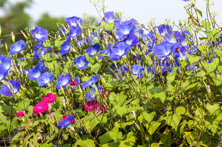蓝晨光鲜花的大自然蓝色植物学花瓣喇叭花植物荣耀植物群藤蔓花园热带图片