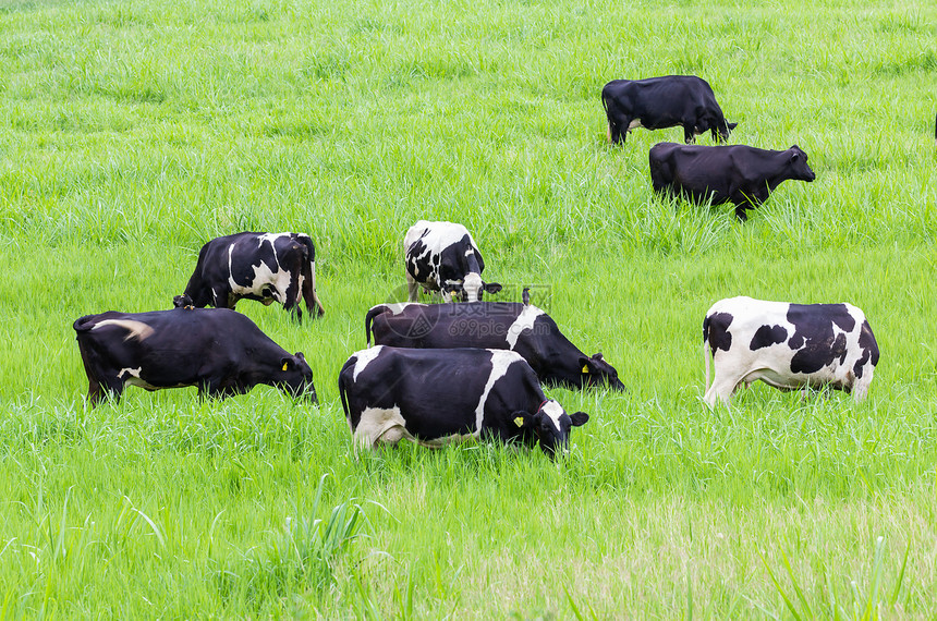 牛在牧场上奶制品乡村黑色场地白色小牛牛奶脊椎动物农场家畜图片