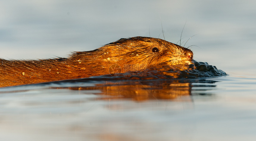 游泳鼠荒野生物学哺乳动物动物蓝色液体毛皮运动日落动物群图片