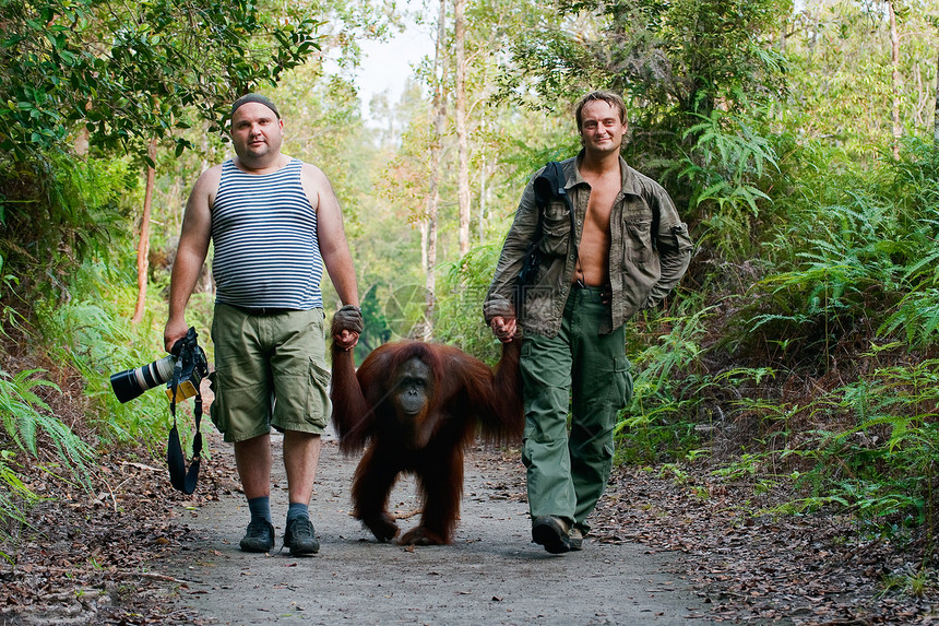 摄影师和猩猩一起行走图片
