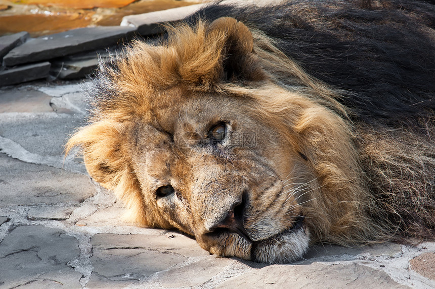 狮子毛皮国王捕食者鬃毛野生动物动物园男性猎人食肉猫科图片