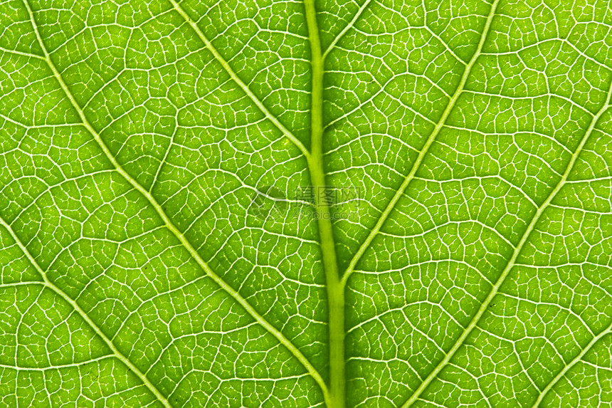 绿叶叶植物群植物生活细胞植物学活力宏观环境绿色静脉图片