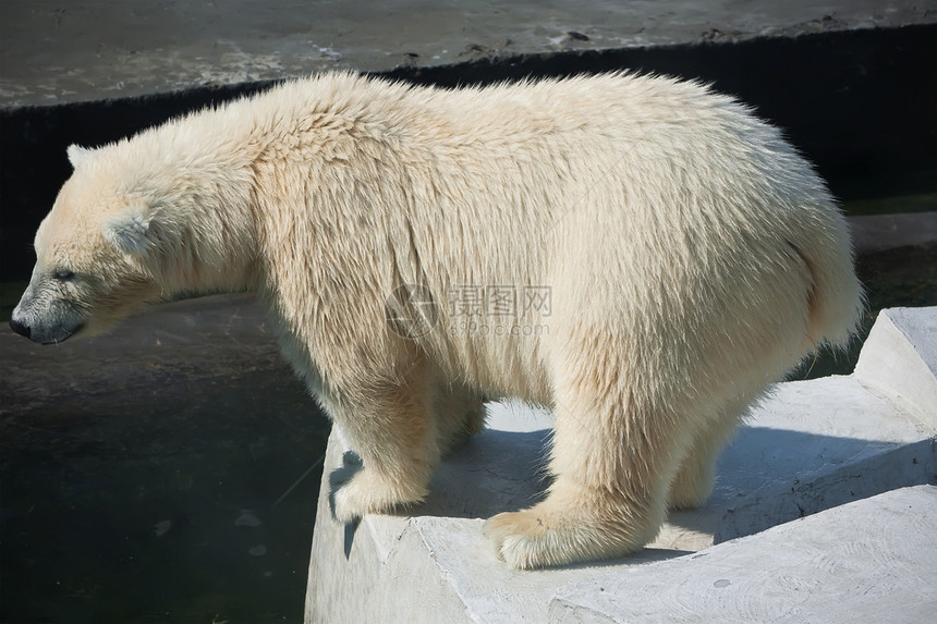 北极熊野生动物哺乳动物猎人游泳动物园捕食者荒野濒危动物爪子图片